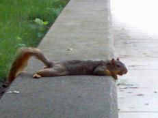 Squirrel on a ledge